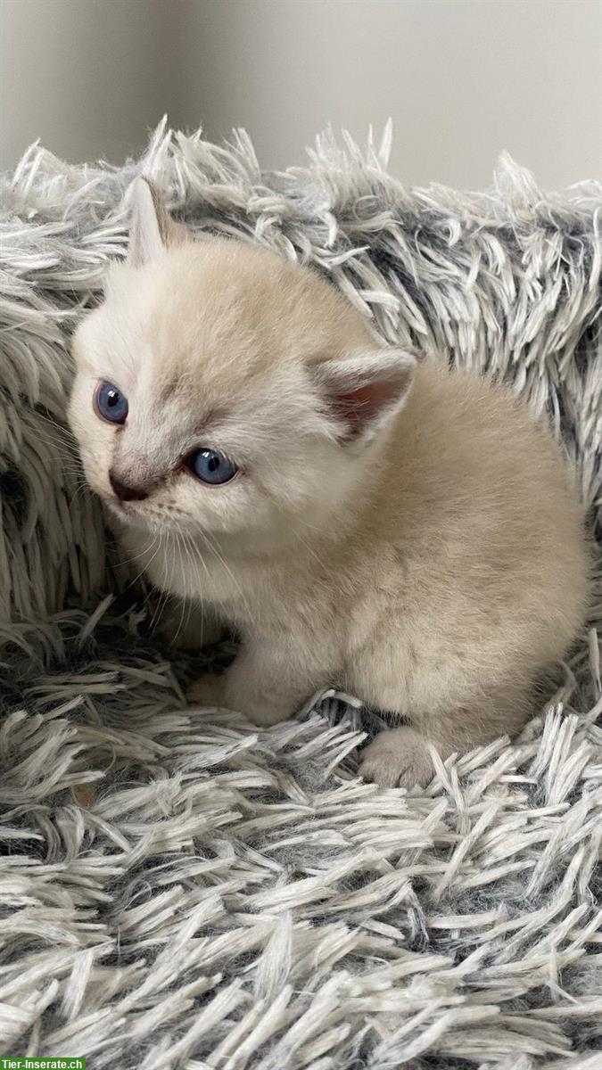 Bild 4: Reinrassige BKH Kitten suchen ein Zuhause