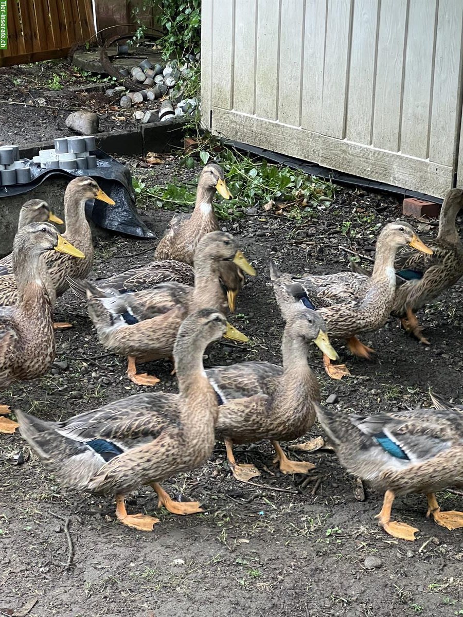 Rouen Clair Enten zu verkaufen