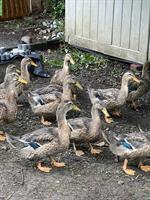Rouen Clair Enten zu verkaufen