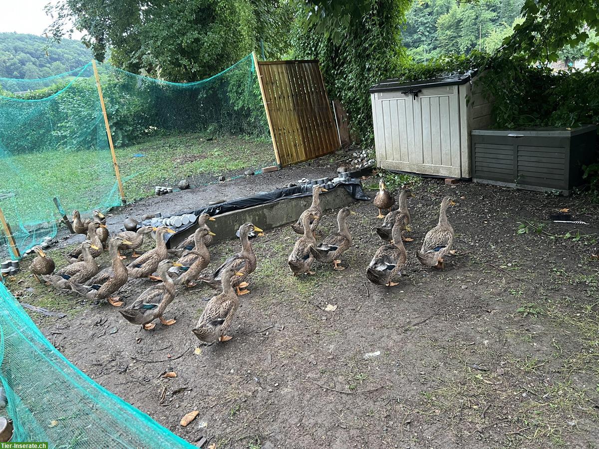 Bild 2: Rouen Clair Enten zu verkaufen