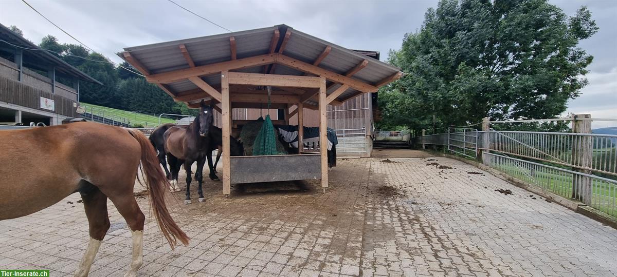 2 Offenstallplätze für Wallache in Endingen AG