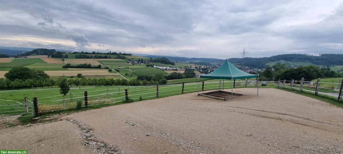 Bild 2: 2 Offenstallplätze für Wallache in Endingen AG