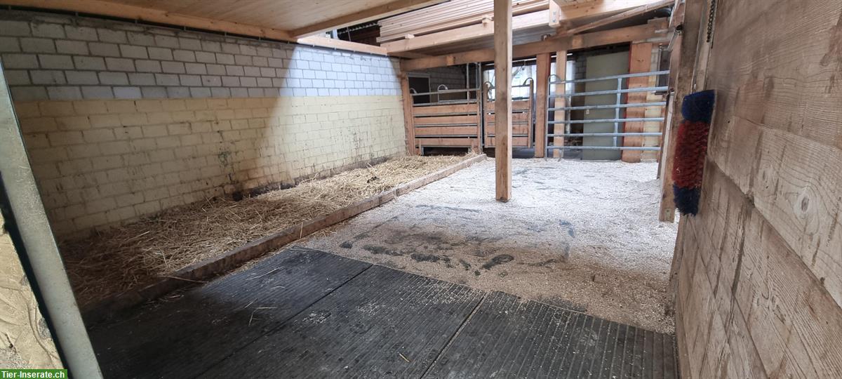 Bild 3: 2 Offenstallplätze für Wallache in Endingen AG