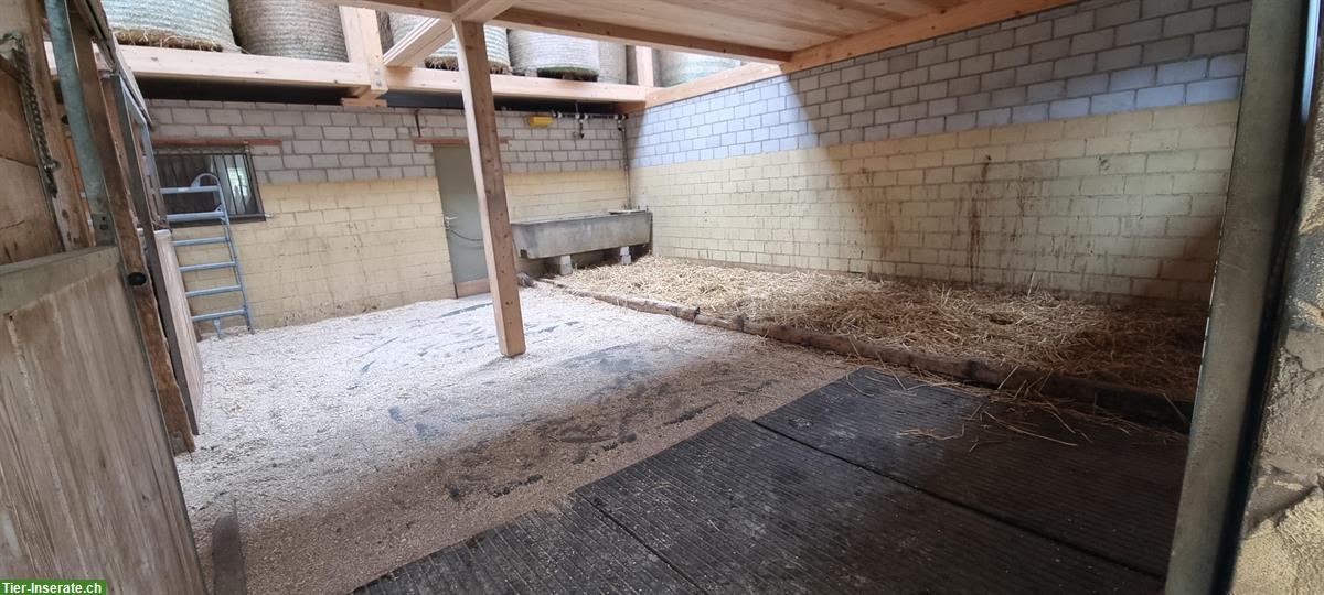 Bild 4: 2 Offenstallplätze für Wallache in Endingen AG