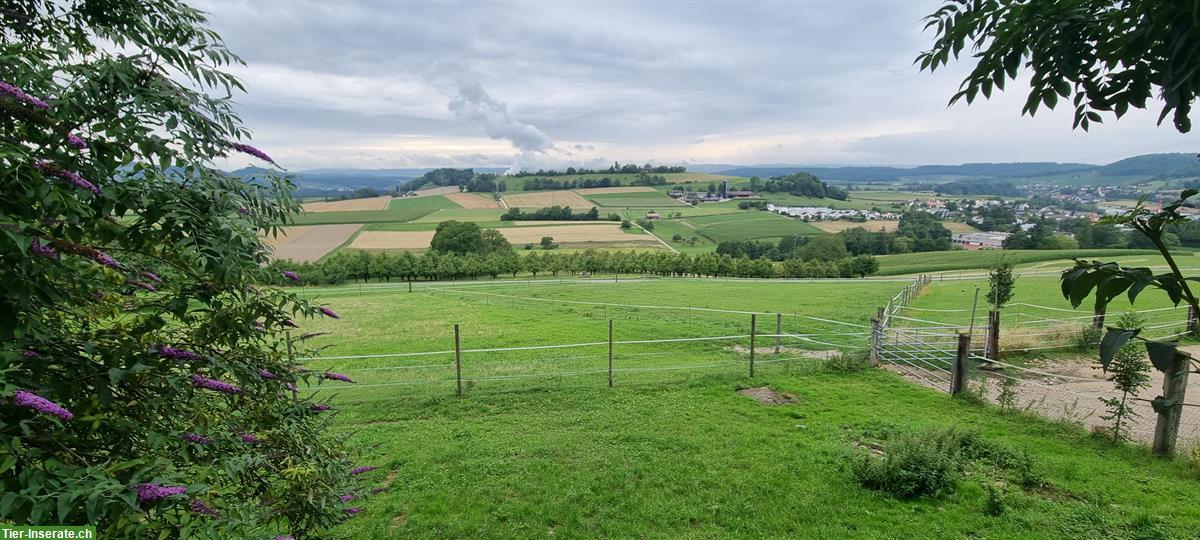 Bild 5: 2 Offenstallplätze für Wallache in Endingen AG