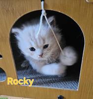 BKH/BLH Kitten mit Stammbaum zu verkaufen
