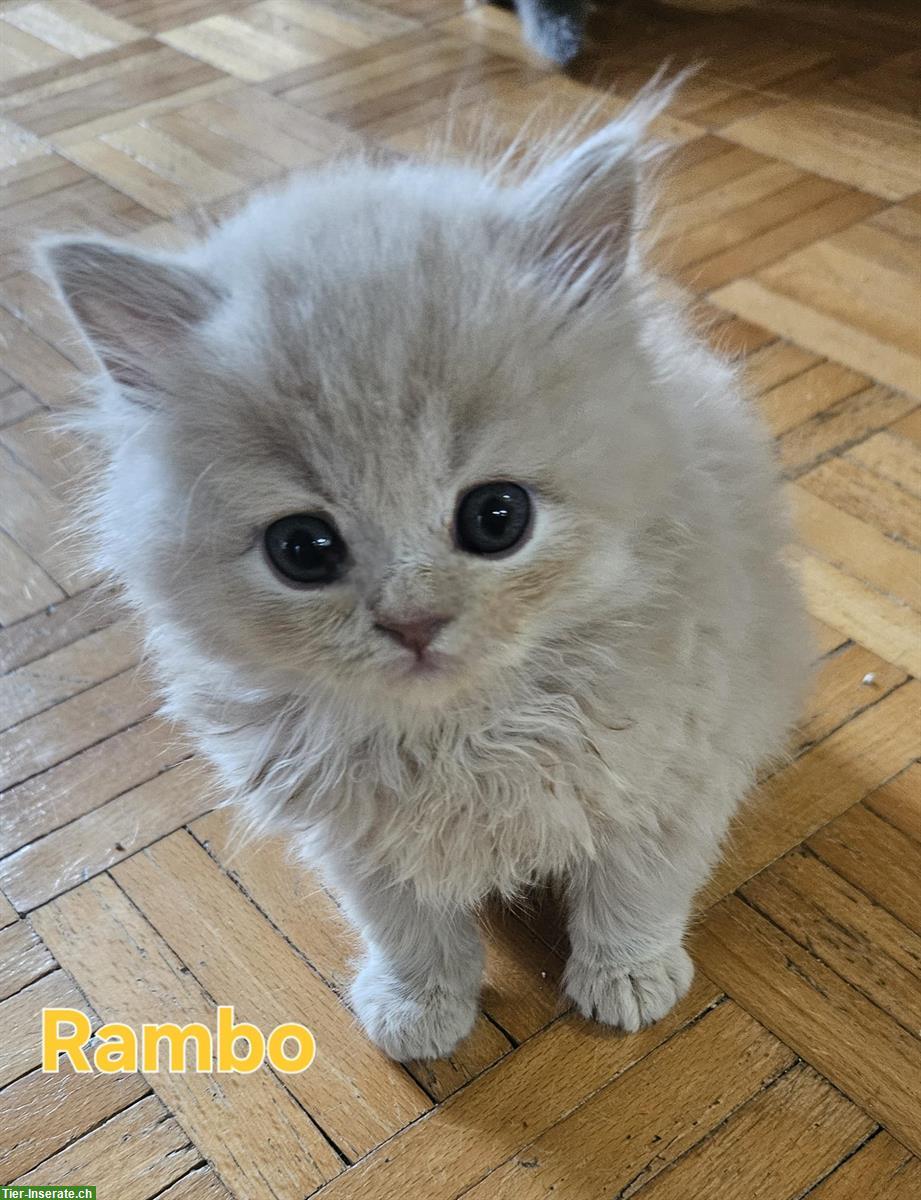 Bild 2: BKH/BLH Kitten mit Stammbaum zu verkaufen