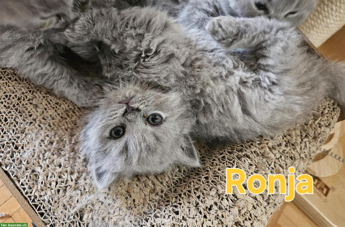 Bild 4: BKH/BLH Kitten mit Stammbaum zu verkaufen