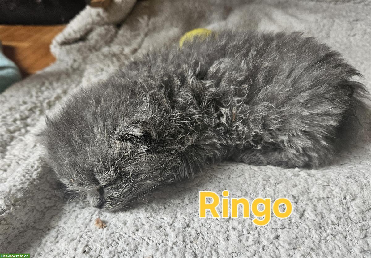Bild 5: BKH/BLH Kitten mit Stammbaum zu verkaufen