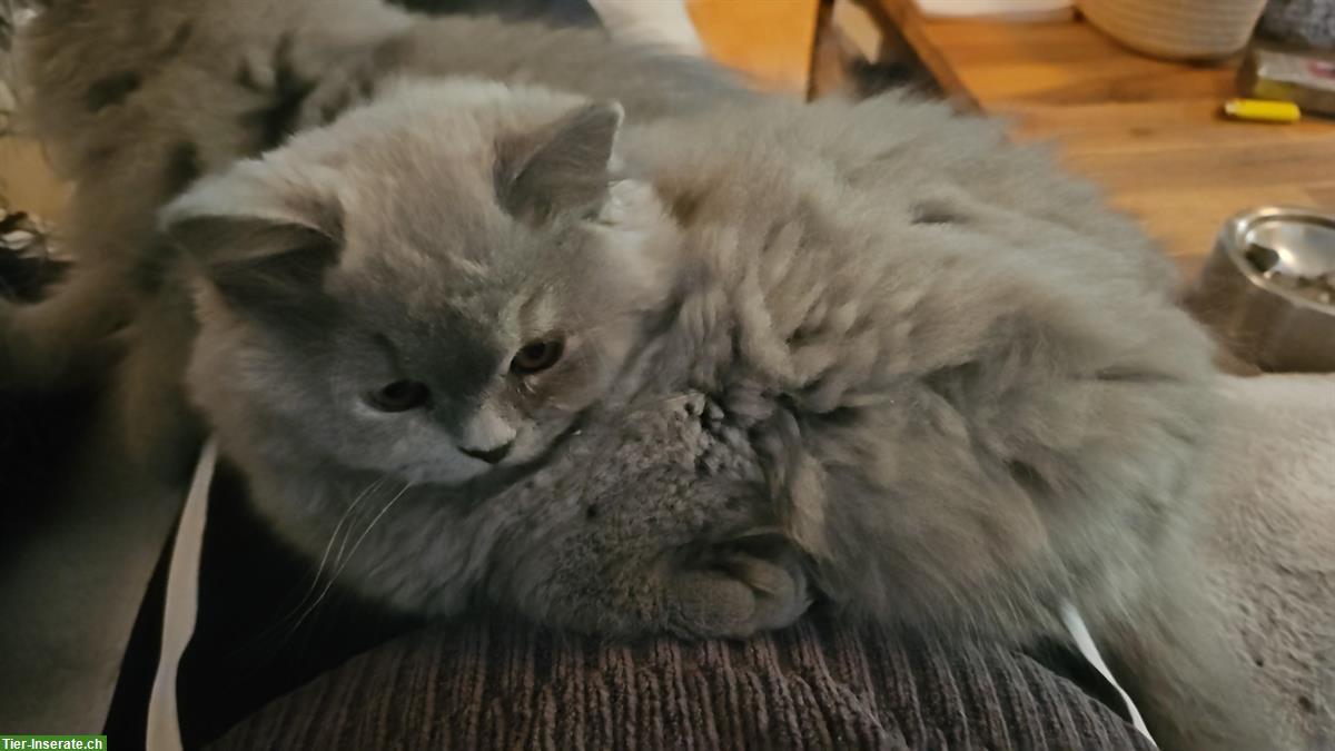 Bild 6: BKH/BLH Kitten mit Stammbaum zu verkaufen