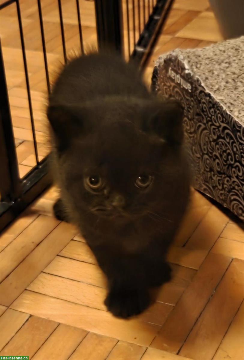Bild 7: BKH/BLH Kitten mit Stammbaum zu verkaufen
