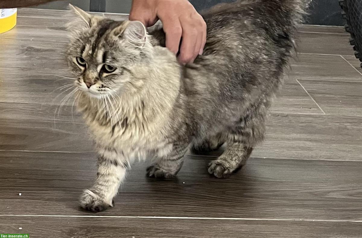Katzen Geschwister Paar, m/w, Mutter Perser