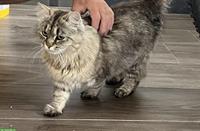 Katzen Geschwister Paar, m/w, Mutter Perser