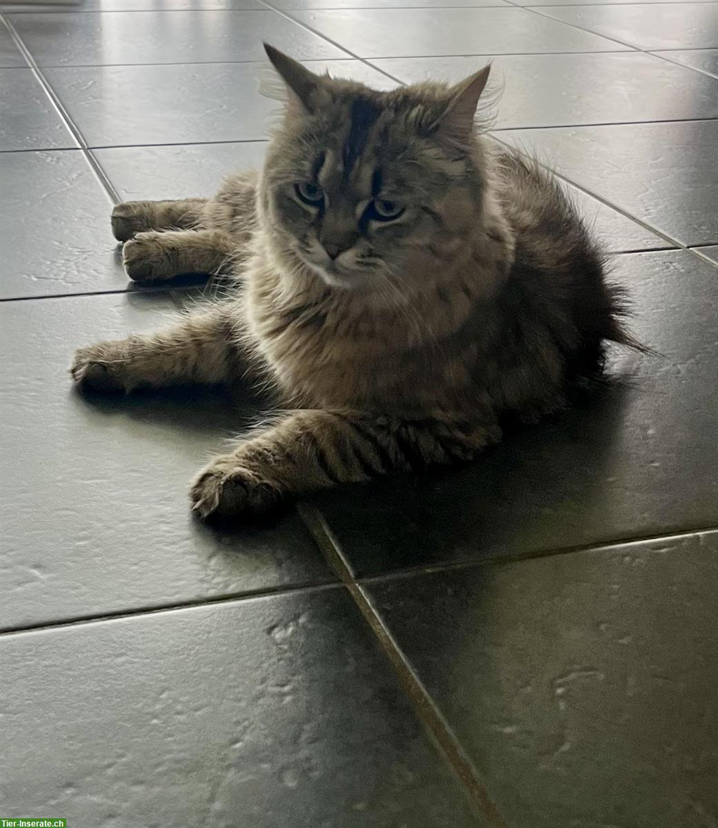Bild 2: Katzen Geschwister Paar, m/w, Mutter Perser