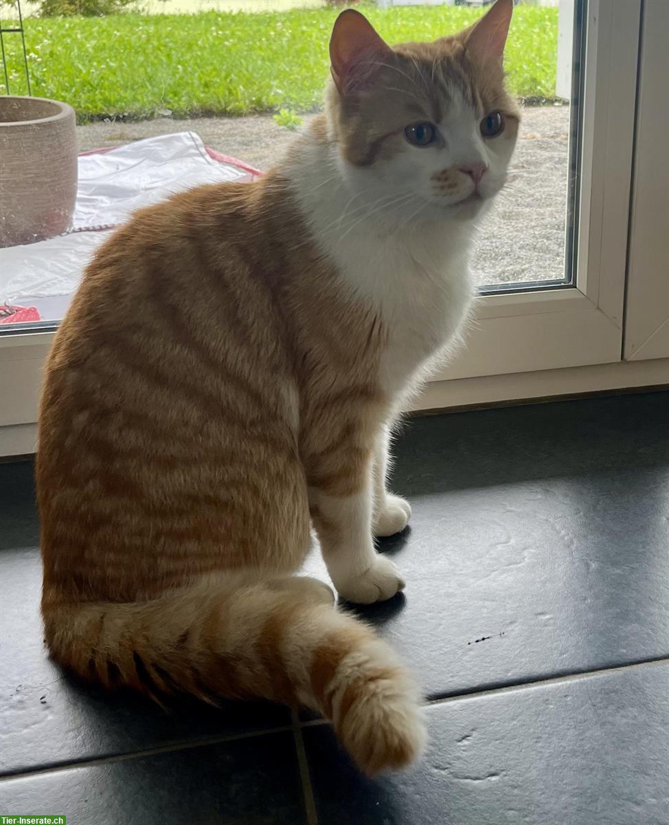 Bild 3: Katzen Geschwister Paar, m/w, Mutter Perser