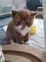Herzige BKH Kitten möchten ausziehen