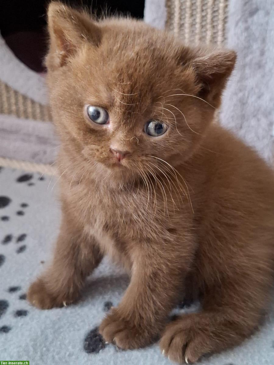 Bild 2: Herzige BKH Kitten möchten ausziehen