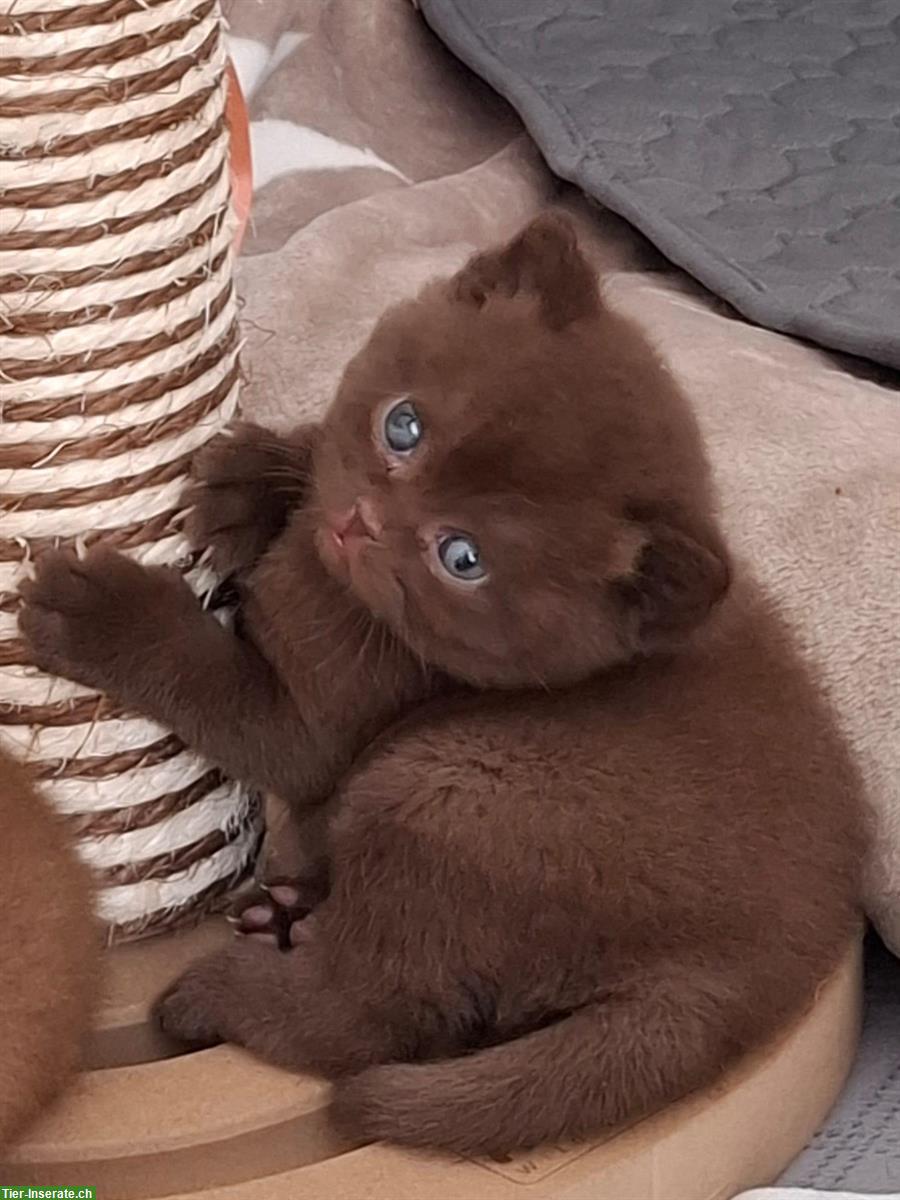 Bild 3: Herzige BKH Kitten möchten ausziehen