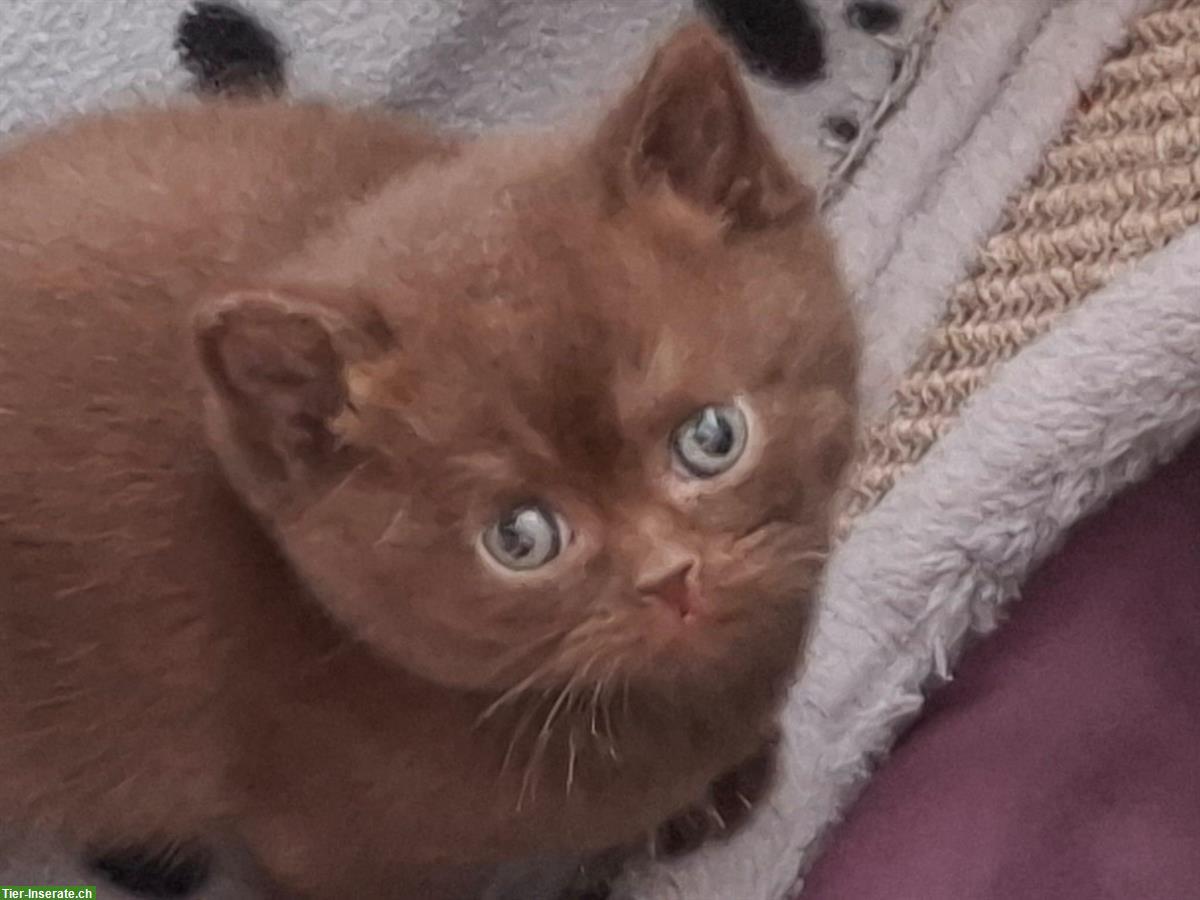 Bild 4: Herzige BKH Kitten möchten ausziehen
