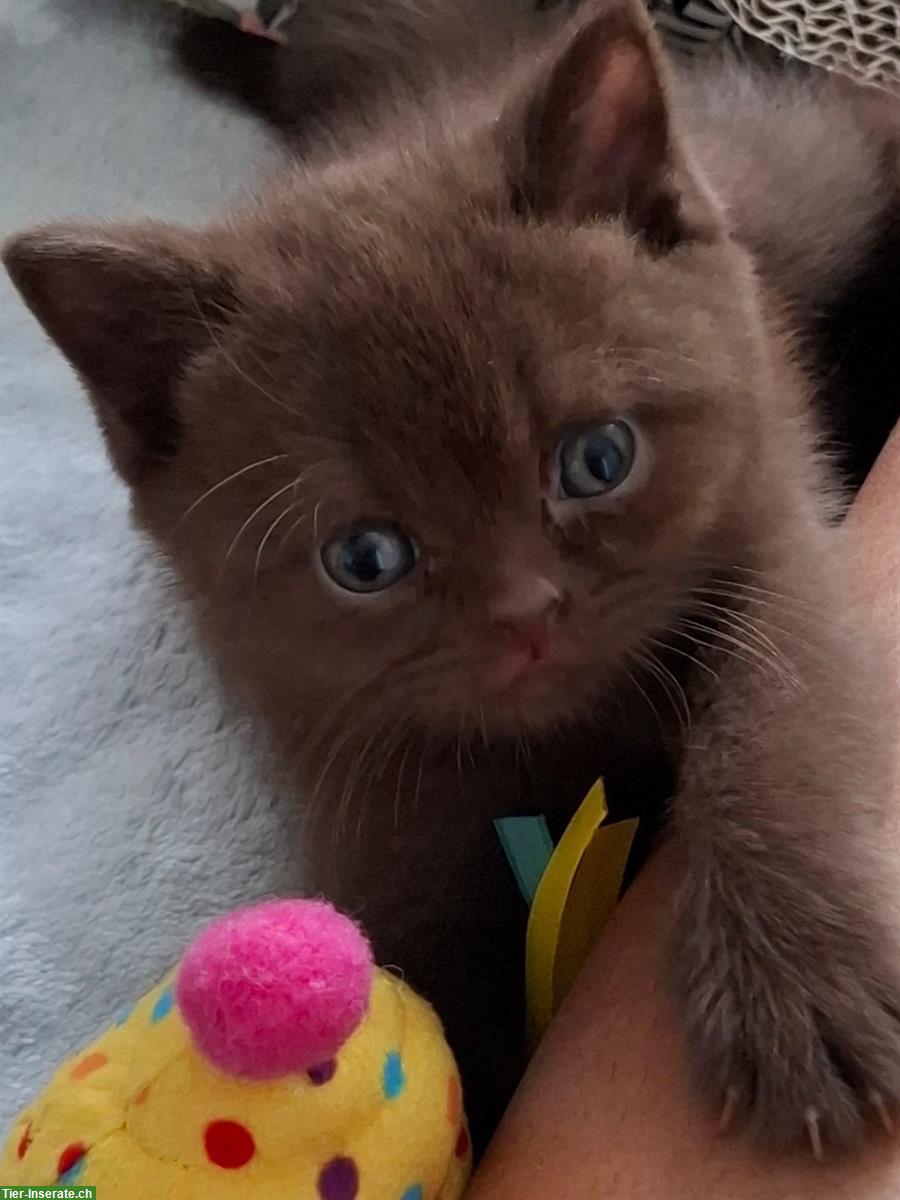 Bild 5: Herzige BKH Kitten möchten ausziehen