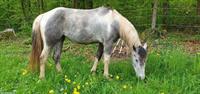 American Paint Horse Stute zu verkaufen