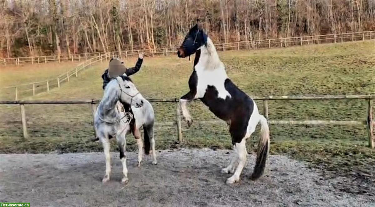 Bild 3: American Paint Horse Stute zu verkaufen