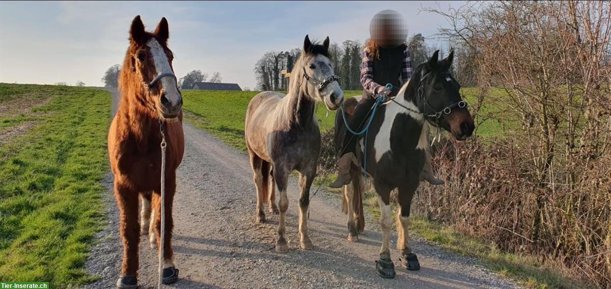 Bild 5: American Paint Horse Stute zu verkaufen