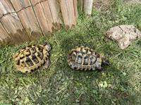 Griechische Landschildkröten aus Eigenzucht