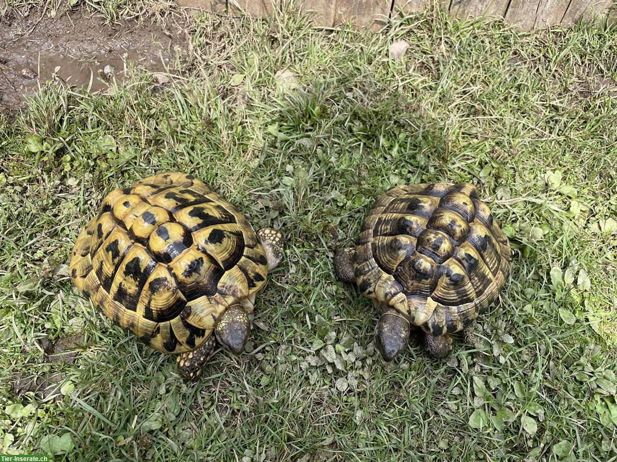 Bild 2: Griechische Landschildkröten aus Eigenzucht
