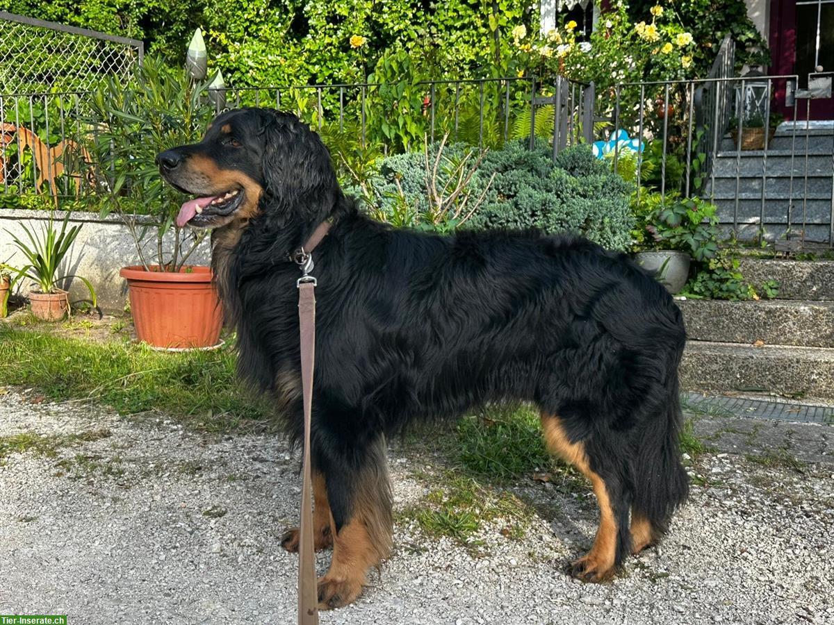Hovawart Welpen | Wurferwartung