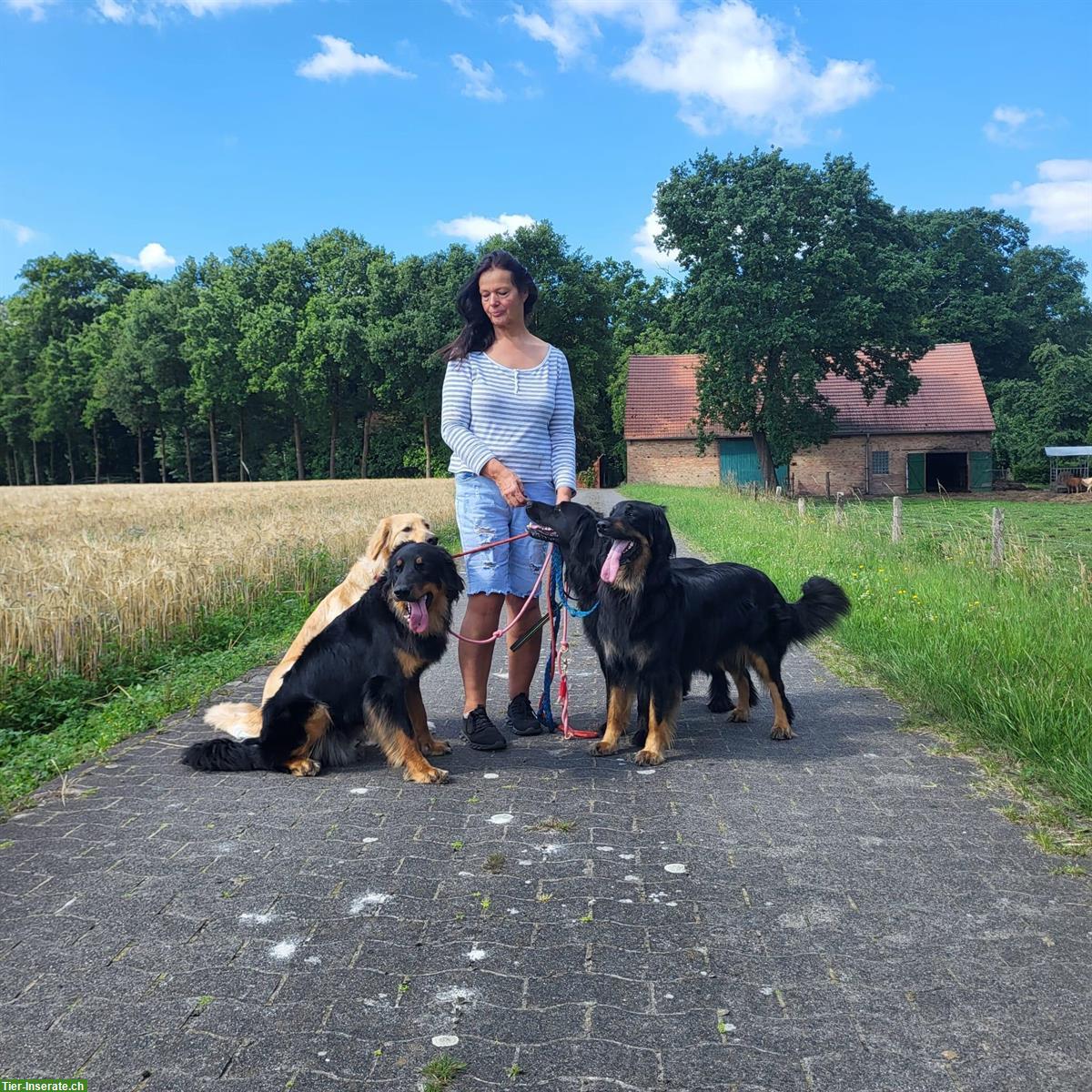 Bild 5: Hovawart Welpen | Wurferwartung