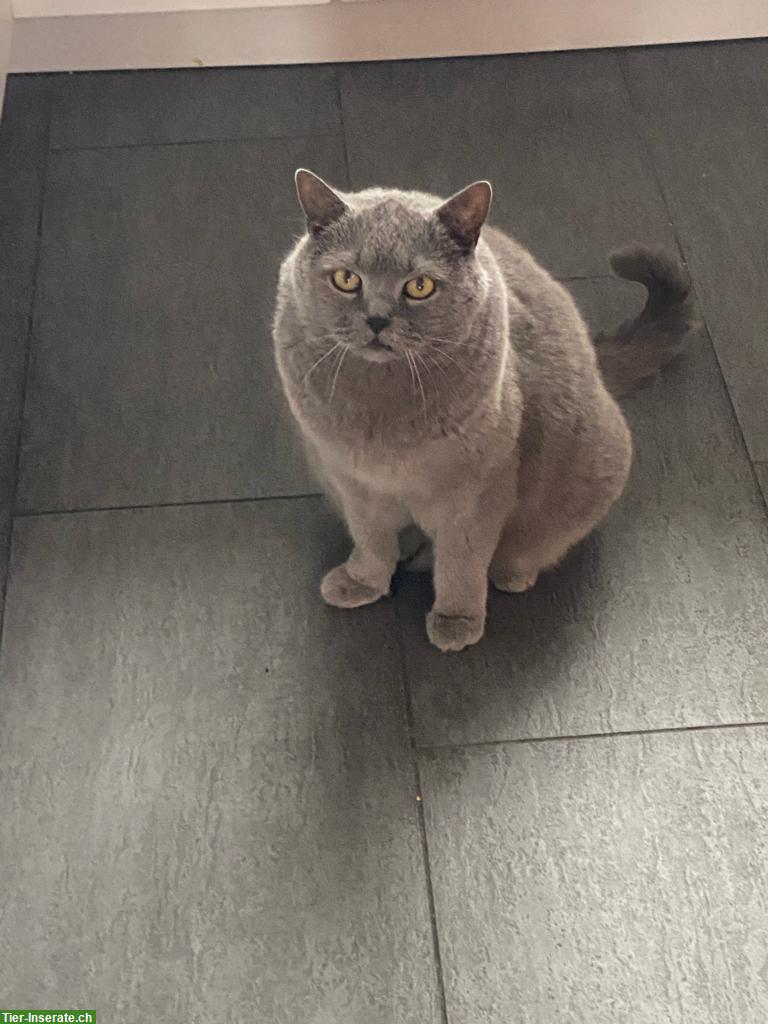 Britisch Kurzhaar Senior-Kater Leo sucht dringend ein Zuhause