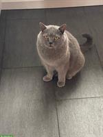 Britisch Kurzhaar Senior-Kater Leo sucht dringend ein Zuhause