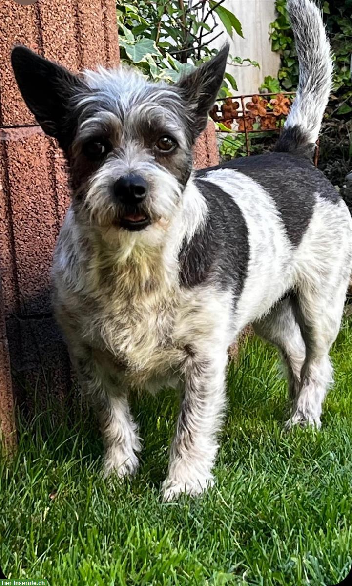 Jack Russell Terrier Mix zur Adoption frei gegeben