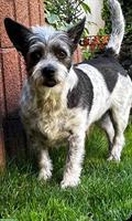 Jack Russell Terrier Mix zur Adoption frei gegeben