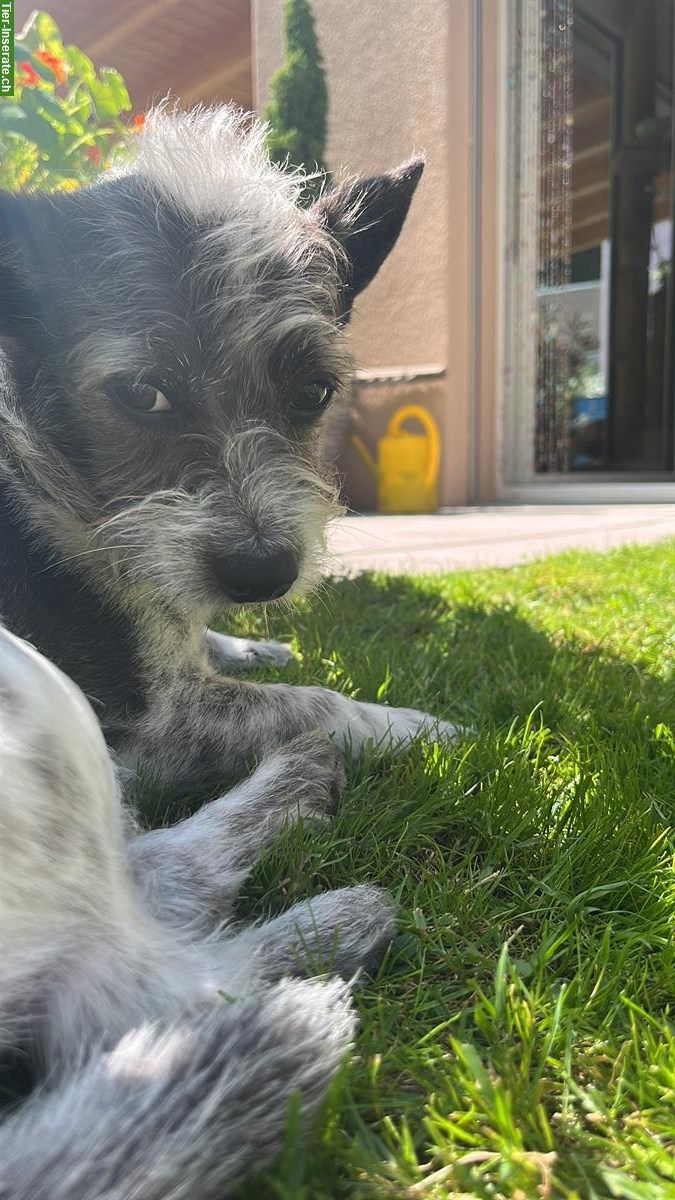 Bild 2: Jack Russell Terrier Mix zur Adoption frei gegeben