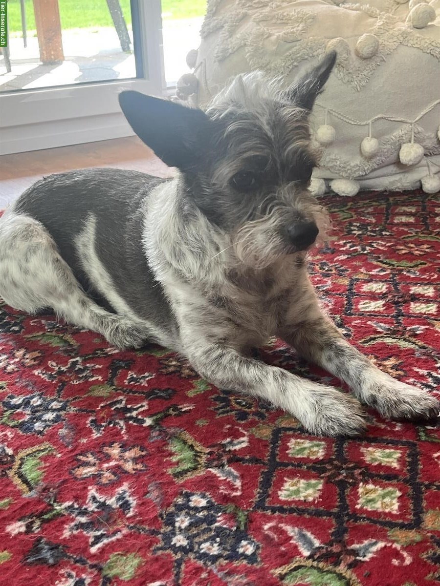 Bild 3: Jack Russell Terrier Mix zur Adoption frei gegeben