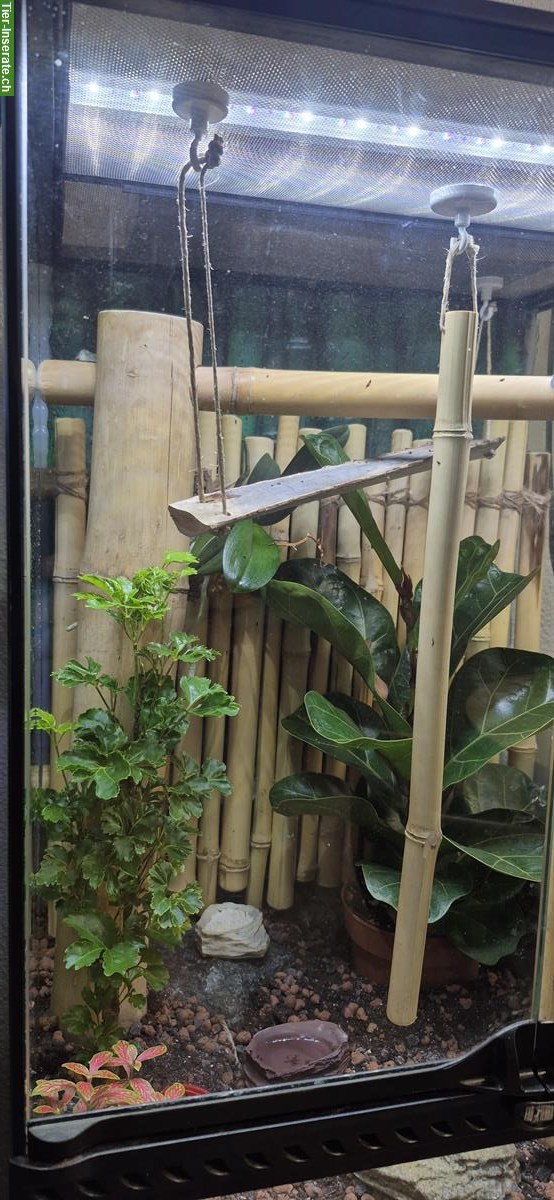 Bild 2: Komplettes Exo Terra Terrarium mit Geckos