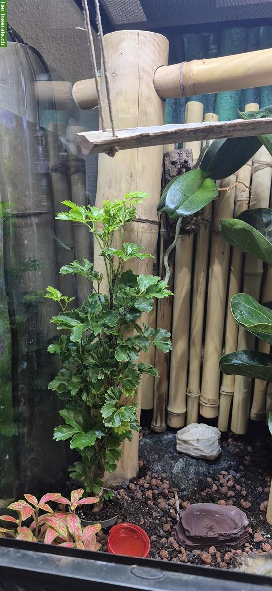 Bild 5: Komplettes Exo Terra Terrarium mit Geckos