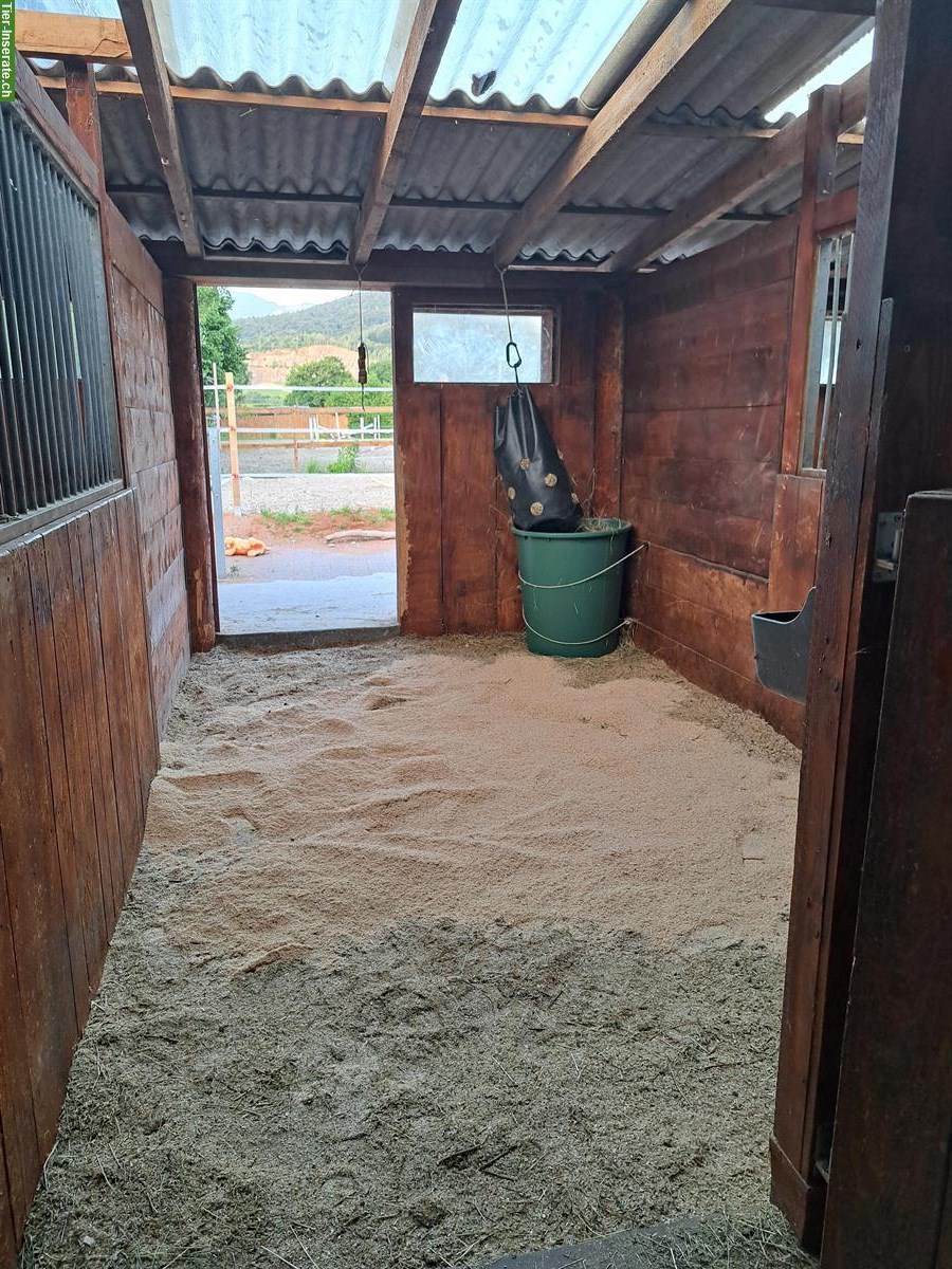 Auslaufbox frei per 1. Oktober in Montlingen SG