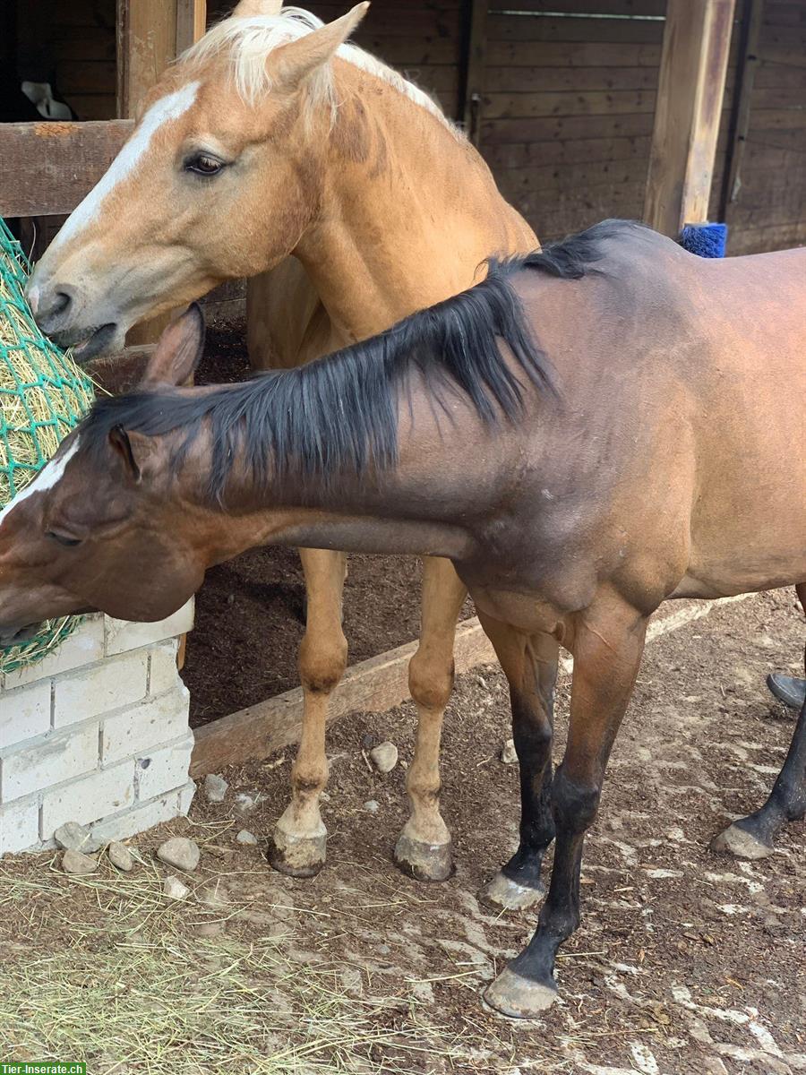 Suche Reitbeteiligung für 2 Pferde 🐴 in Lörrach BW