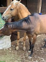 Suche Reitbeteiligung für 2 Pferde 🐴 in Lörrach BW