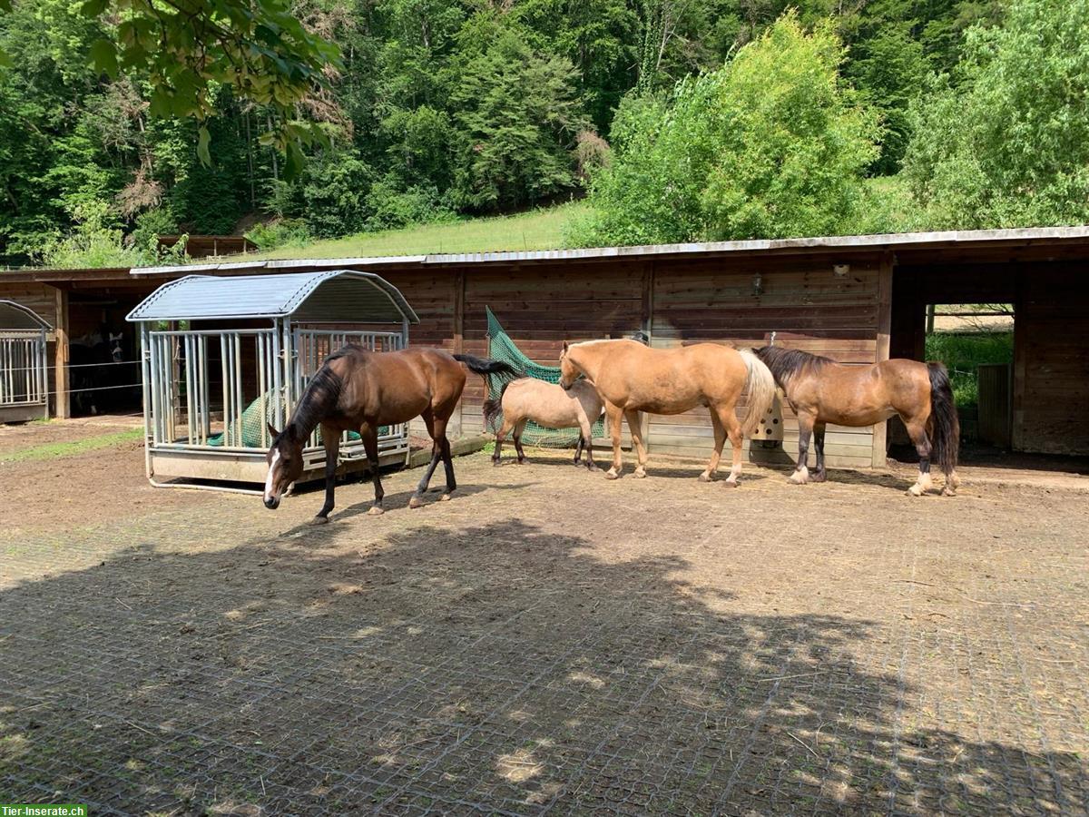 Bild 2: Suche Reitbeteiligung für 2 Pferde 🐴 in Lörrach BW
