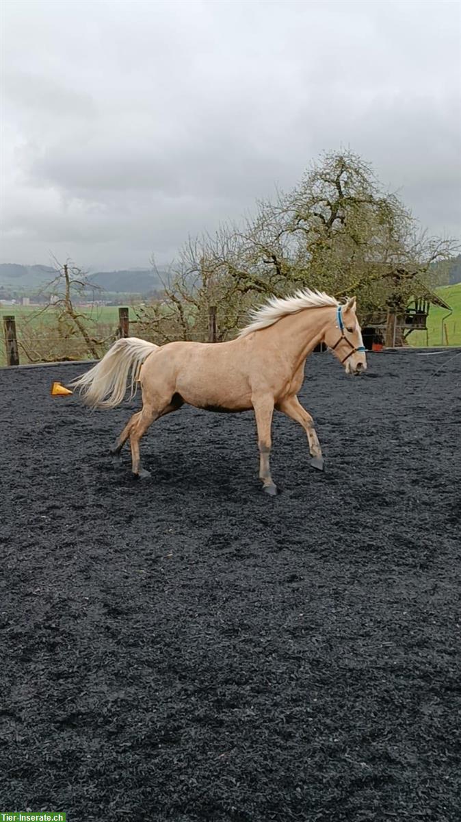 Bild 3: Suche Reitbeteiligung für 2 Pferde 🐴 in Lörrach BW