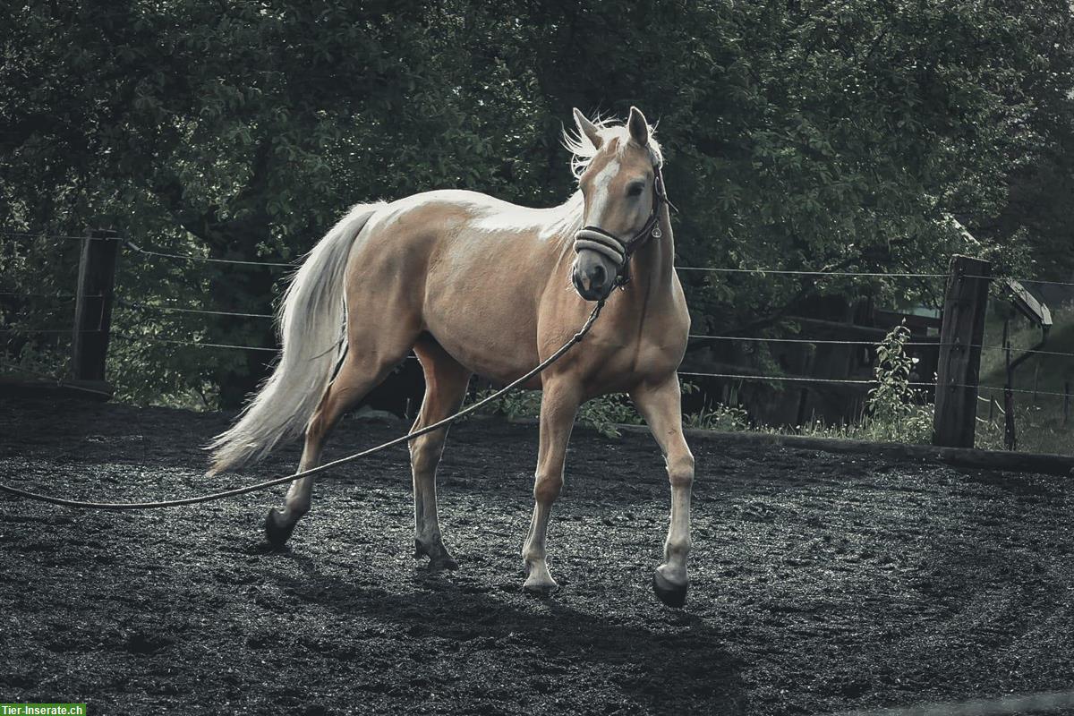 Bild 4: Suche Reitbeteiligung für 2 Pferde 🐴 in Lörrach BW