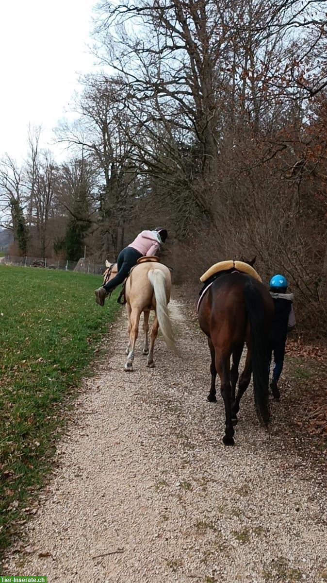 Bild 5: Suche Reitbeteiligung für 2 Pferde 🐴 in Lörrach BW