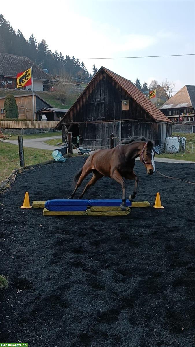 Bild 6: Suche Reitbeteiligung für 2 Pferde 🐴 in Lörrach BW