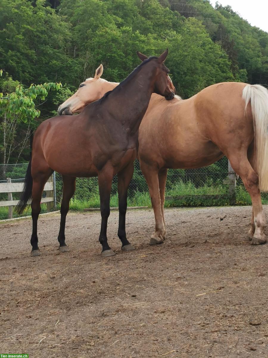 Bild 7: Suche Reitbeteiligung für 2 Pferde 🐴 in Lörrach BW