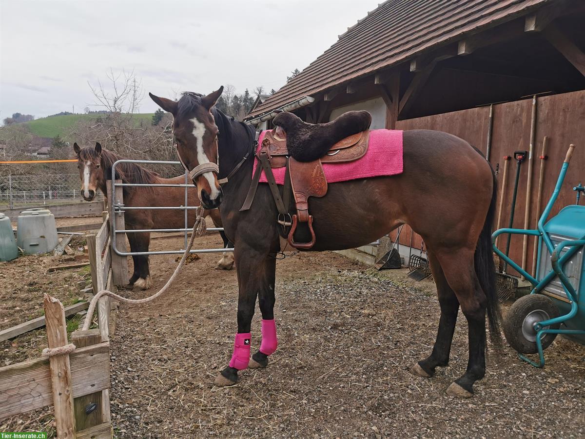 Bild 8: Suche Reitbeteiligung für 2 Pferde 🐴 in Lörrach BW