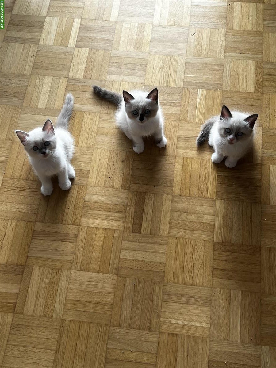 3 Mischling Kitten suchen liebevolles Zuhause